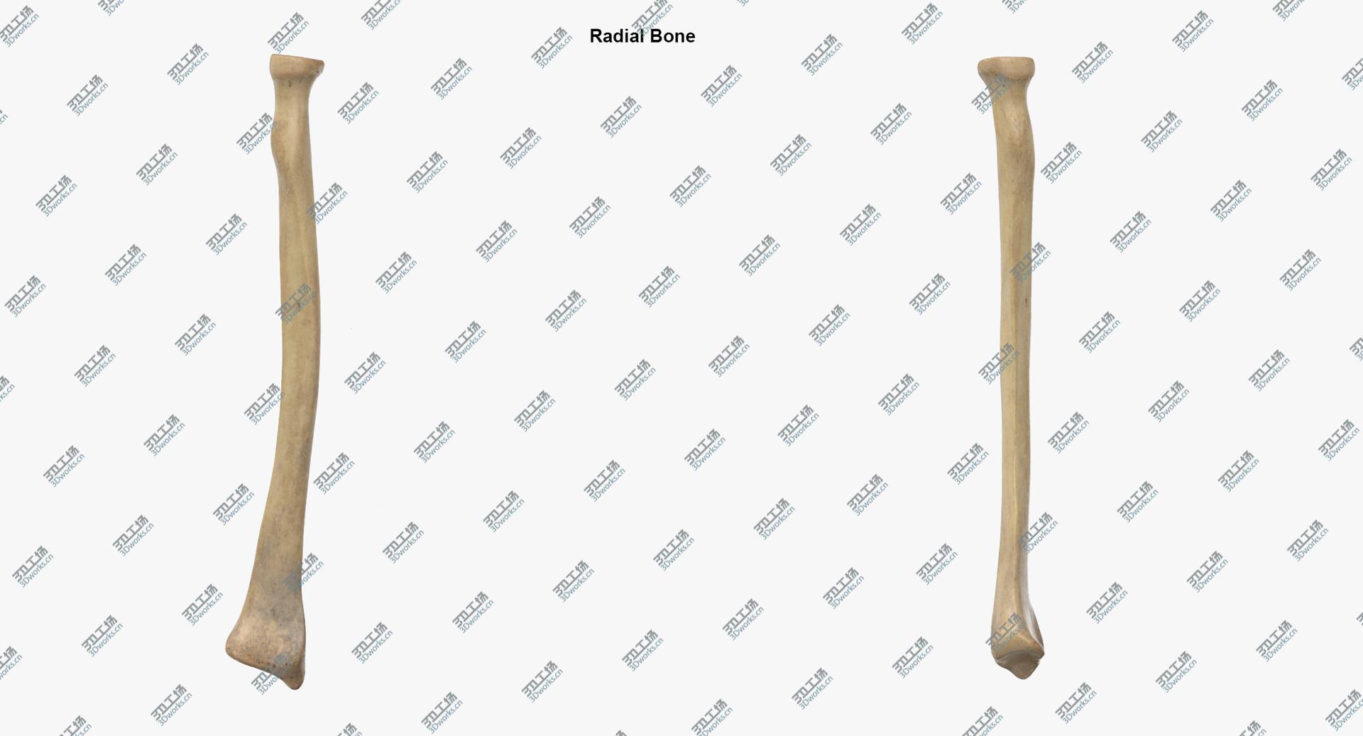 images/goods_img/202104023/Real Human Arm Scapula and Clavicle Bones Anatomy 01 3D model/5.jpg